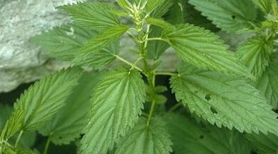 bylinné odvary pro léčbu křečových žil