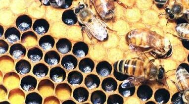 léčba křečových žil včelími produkty