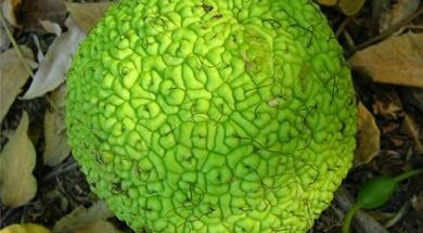 recepty na infuze pro léčbu křečových žil